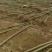 泡桐苗基地直接供应批发各种规格的泡桐苗。两公分。至十公分