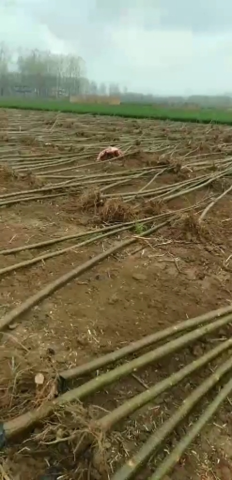 泡桐苗基地直接供应批发各种规格的泡桐苗。两公分。至十公分
