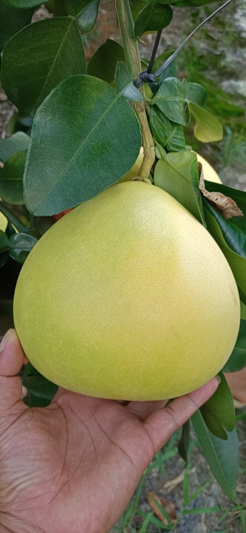 三红柚皮薄肉厚，甜度可以了