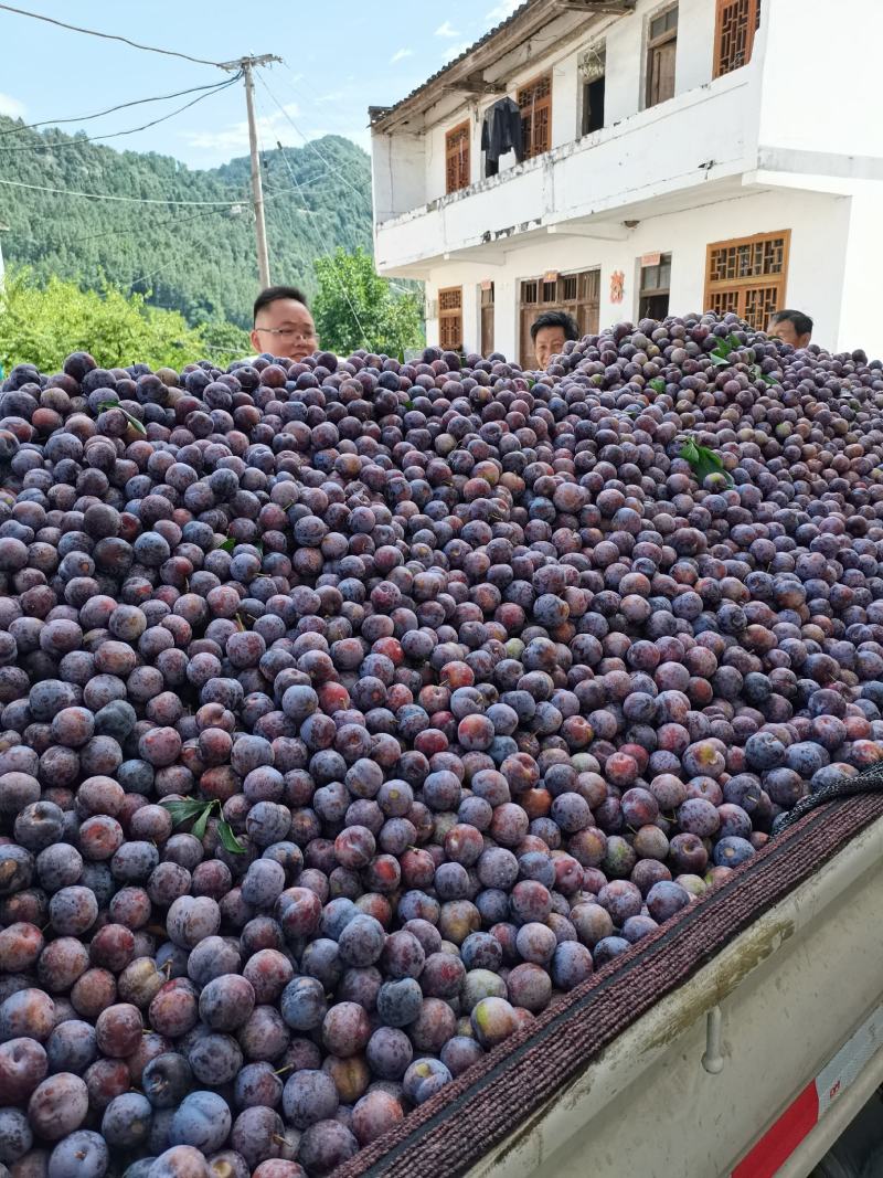 脆红李大量上市，大小单都接，可以代办