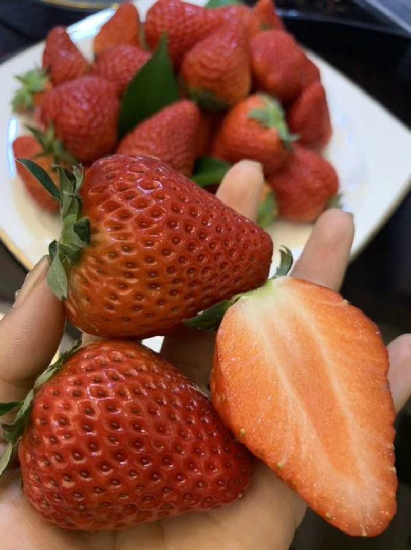 四季草莓苗四季草莓苗批发脱毒草莓苗批发草莓苗价格