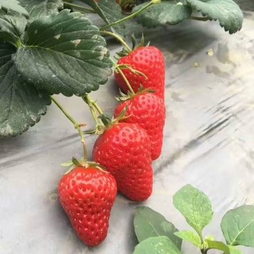 四季草莓苗四季草莓苗批发脱毒草莓苗批发草莓苗价格