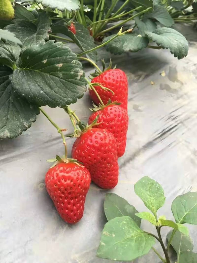 四季草莓苗四季草莓苗批发脱毒草莓苗批发草莓苗价格