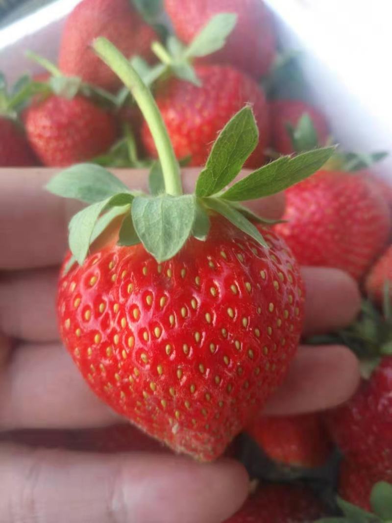 四季草莓苗四季草莓苗批发脱毒草莓苗批发草莓苗价格
