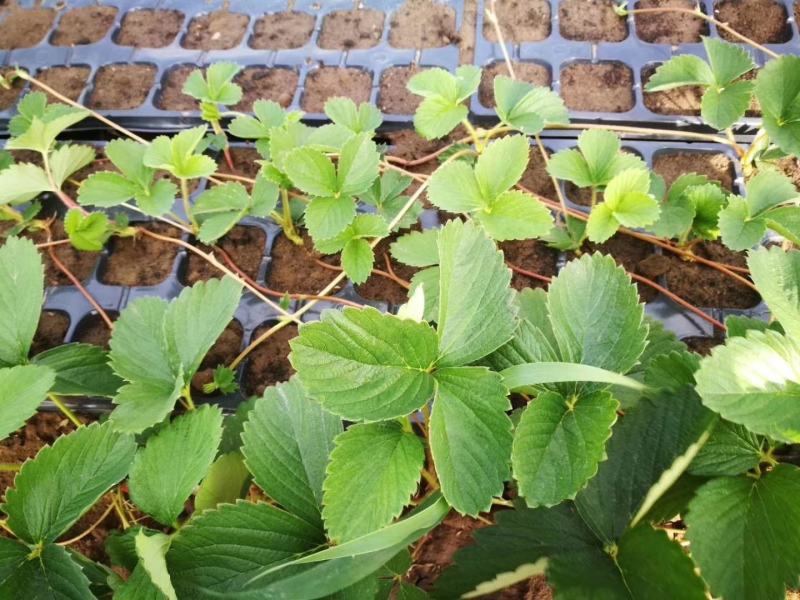 四季草莓苗四季草莓苗批发脱毒草莓苗批发草莓苗价格