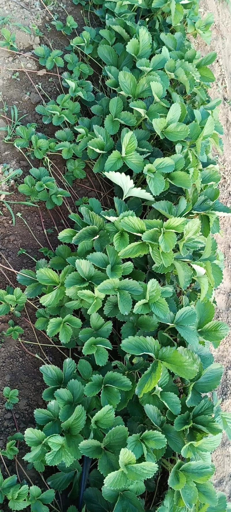 四季草莓苗四季草莓苗批发脱毒草莓苗批发草莓苗价格