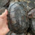 长期批发：石金钱龟，5到7年龟冷水养的，健康龟🐢