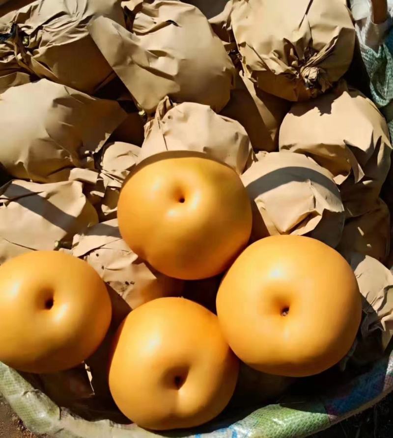 丰水梨，甜脆酥水份足，5两以上产地直供：现货