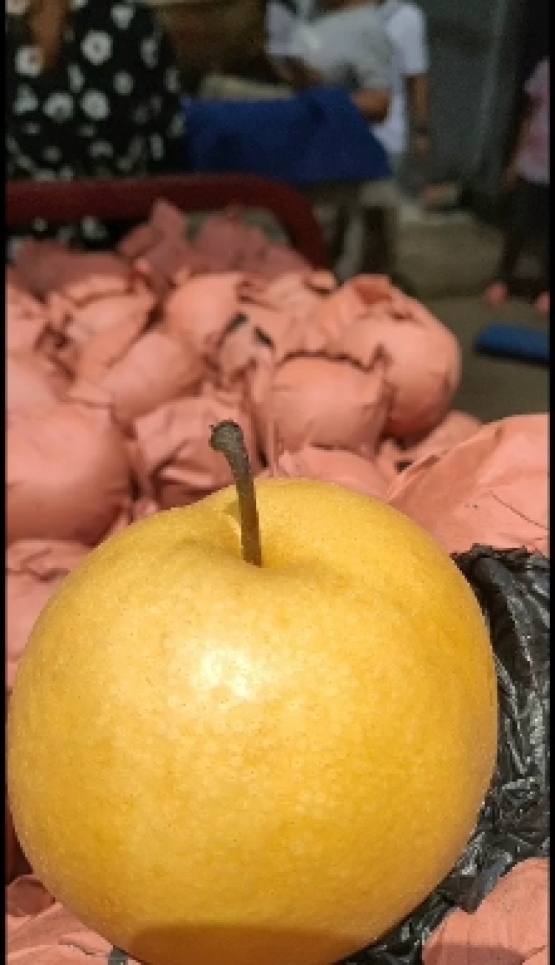 丰水梨，甜脆酥水份足，5两以上产地直供：现货