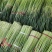 精品杂交红帽蒜薹，全国发货，量大从优，价格合理，产地直发