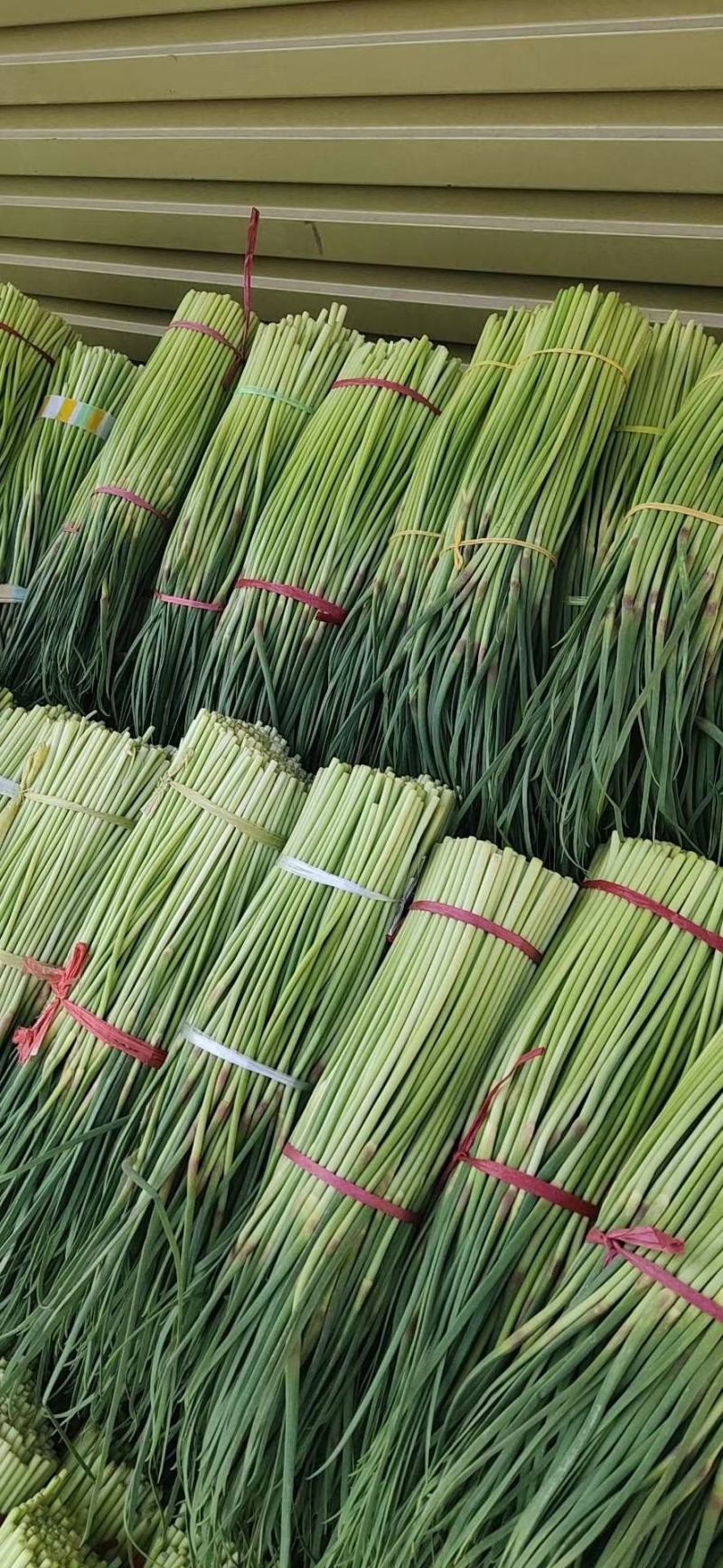 精品杂交红帽蒜薹，全国发货，量大从优，价格合理，产地直发