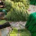 精品杂交红帽蒜薹，全国发货，量大从优，价格合理，产地直发