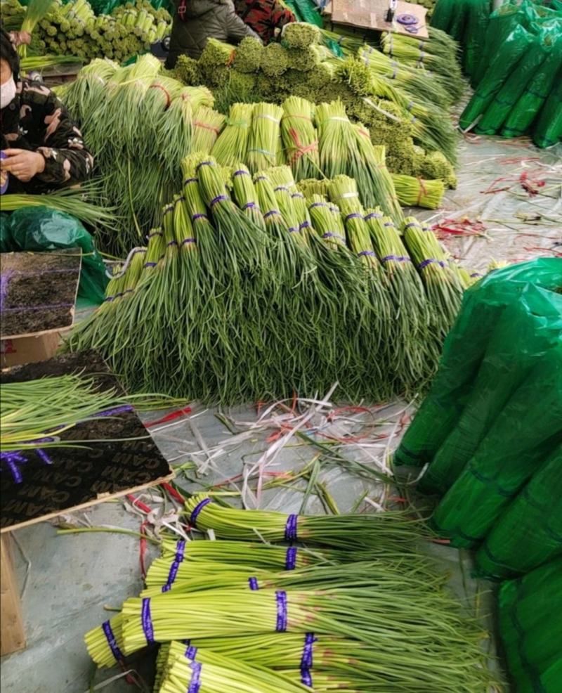 精品杂交红帽蒜薹，全国发货，量大从优，价格合理，产地直发