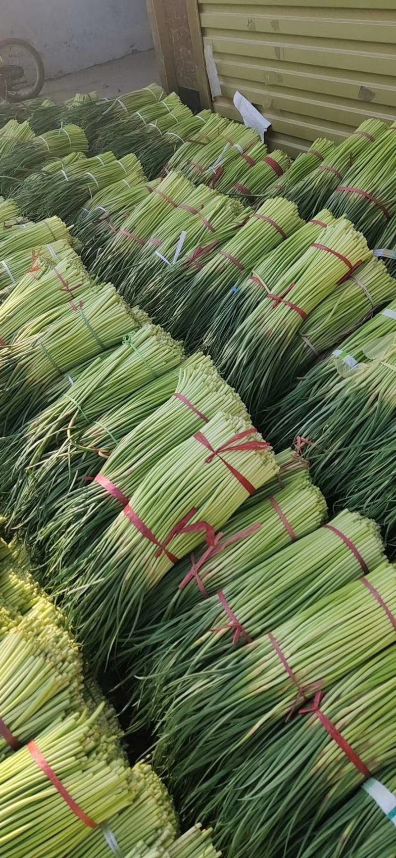 精品杂交红帽蒜薹，全国发货，量大从优，价格合理，产地直发