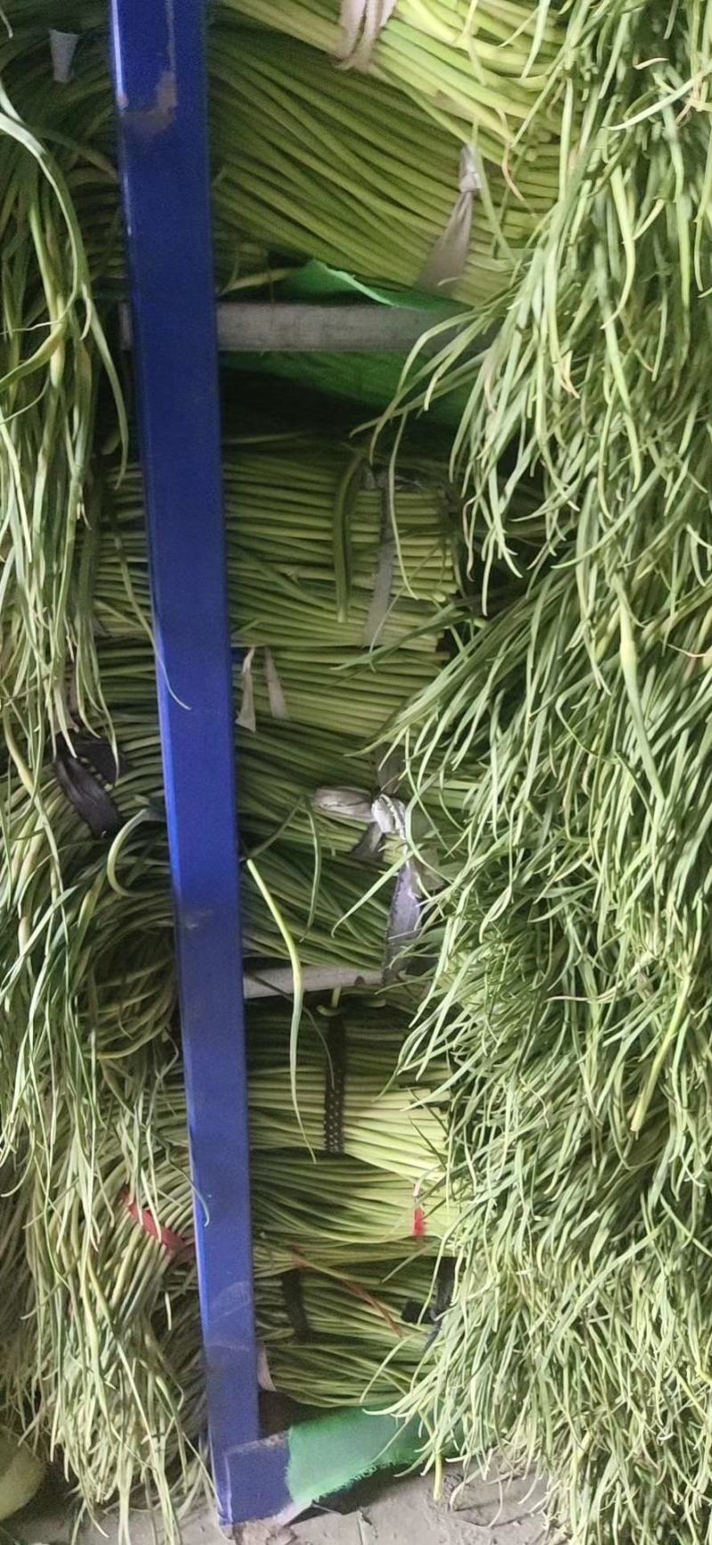 精品杂交红帽蒜薹，全国发货，量大从优，价格合理，产地直发