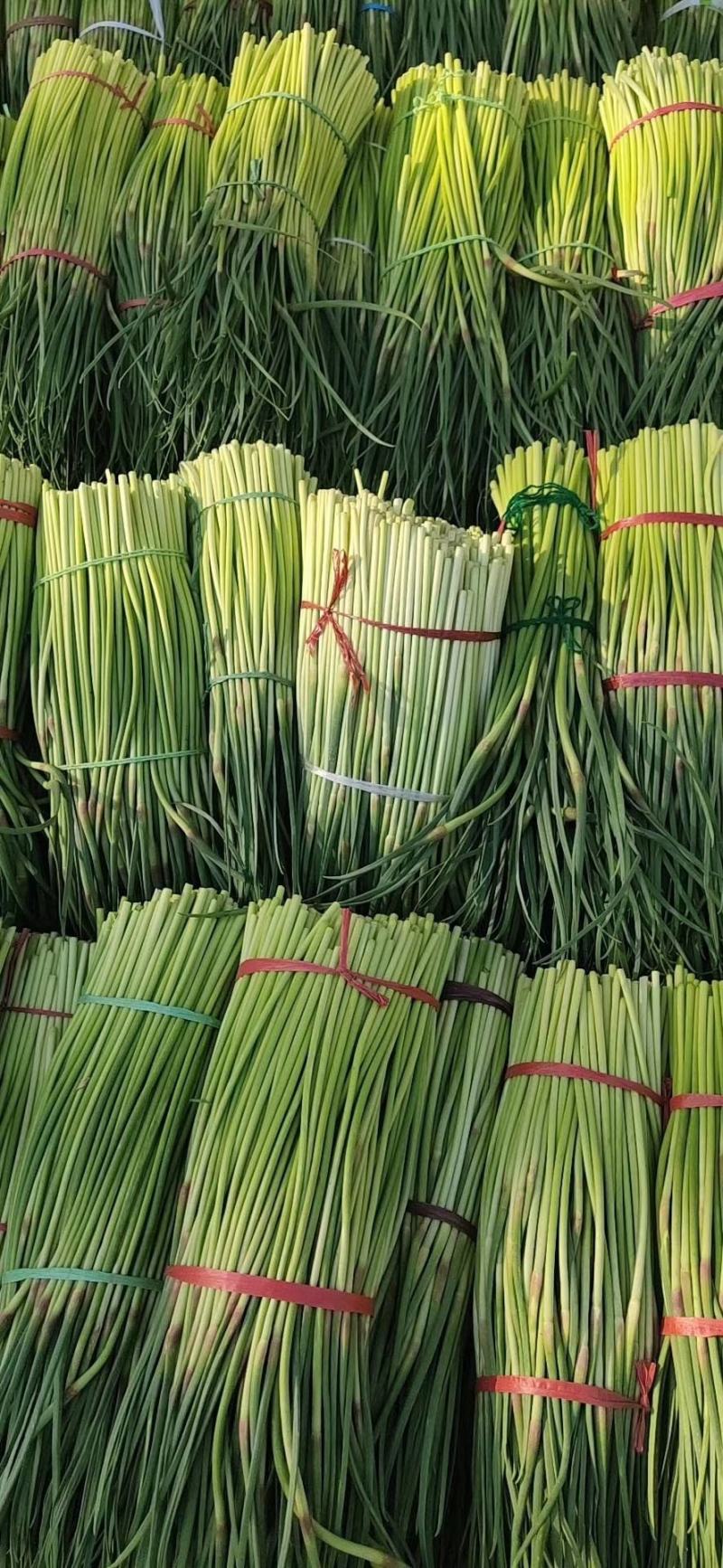 精品杂交红帽蒜薹，全国发货，量大从优，价格合理，产地直发