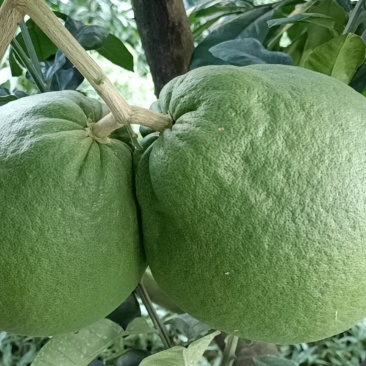 进口正宗泰国红宝石枝条#高端水果好穗条#