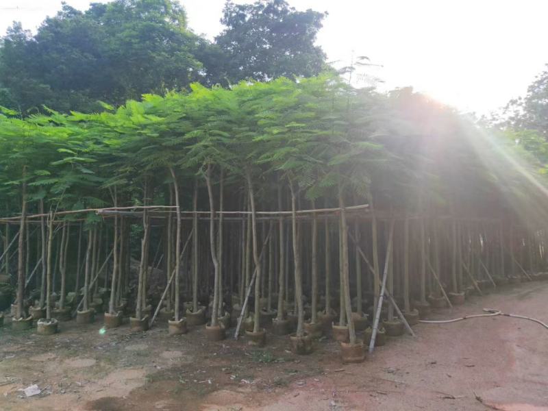普宁市行道树乔木凤凰木观赏树产地需要联系