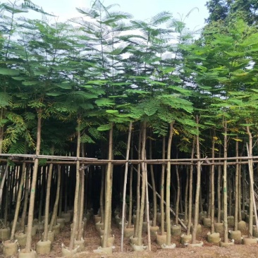 普宁市行道树乔木凤凰木观赏树产地需要联系