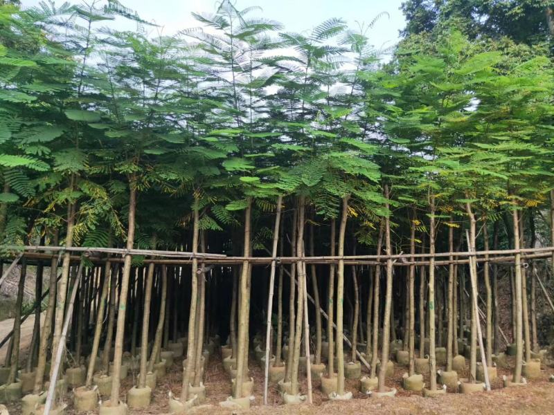 普宁市行道树乔木凤凰木观赏树产地需要联系