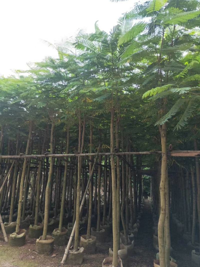 普宁市行道树乔木凤凰木观赏树产地需要联系