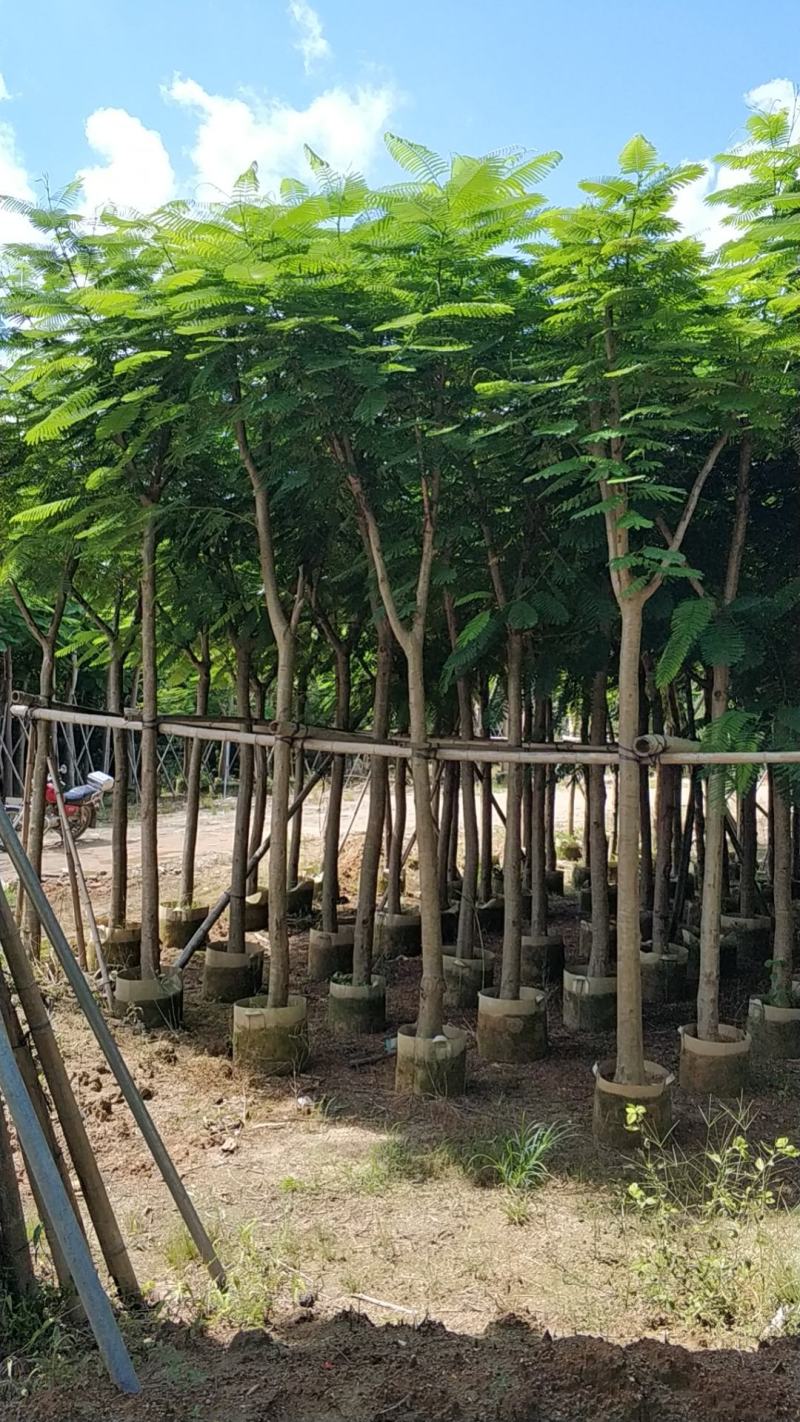 普宁市行道树乔木凤凰木观赏树产地需要联系