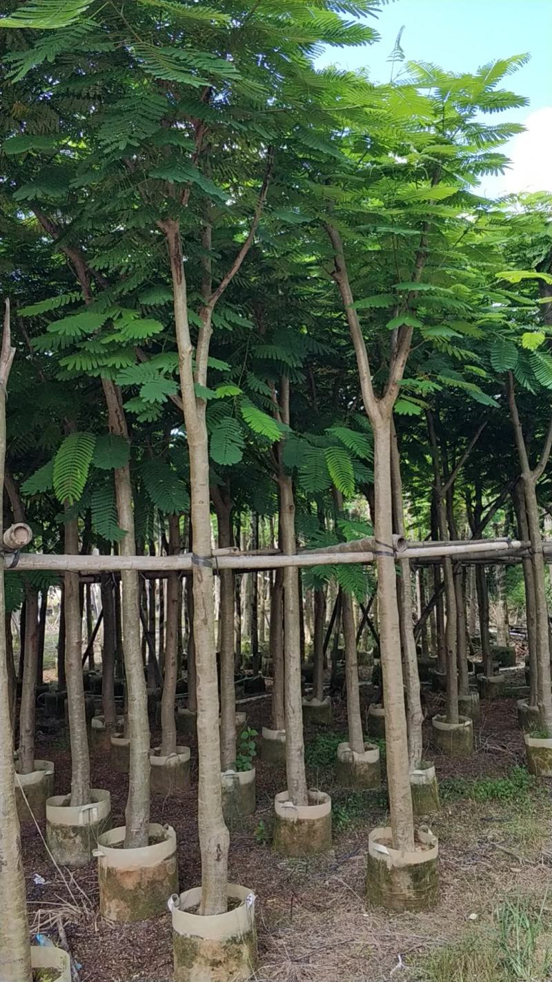 普宁市行道树乔木凤凰木观赏树产地需要联系