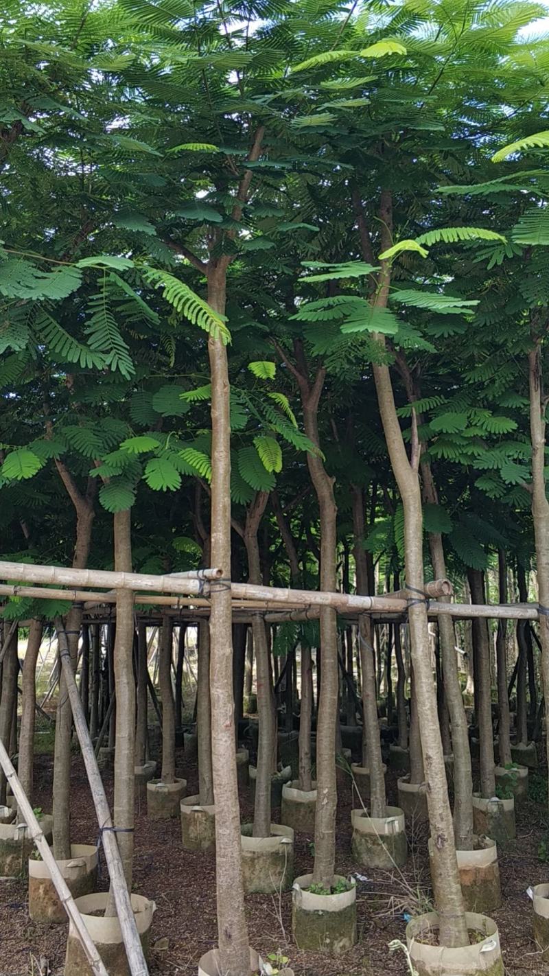 普宁市行道树乔木凤凰木观赏树产地需要联系