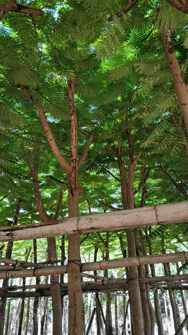 普宁市行道树乔木凤凰木观赏树产地需要联系