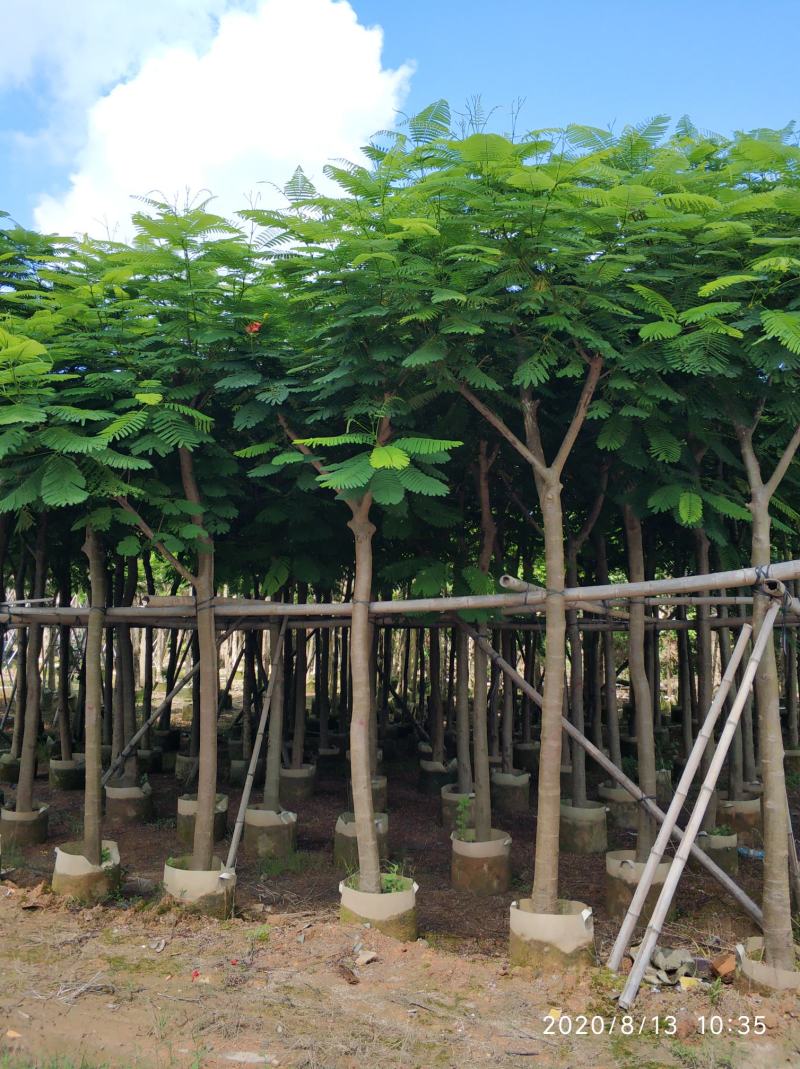 普宁市行道树乔木凤凰木观赏树产地需要联系