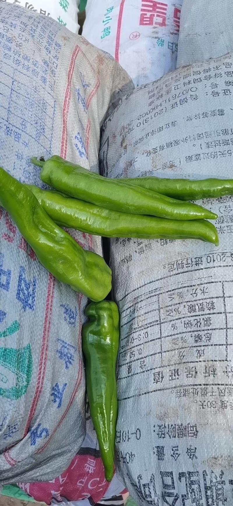 精品（黄皮辣椒）辣椒个大椒长大量上市，一手货源全国发货