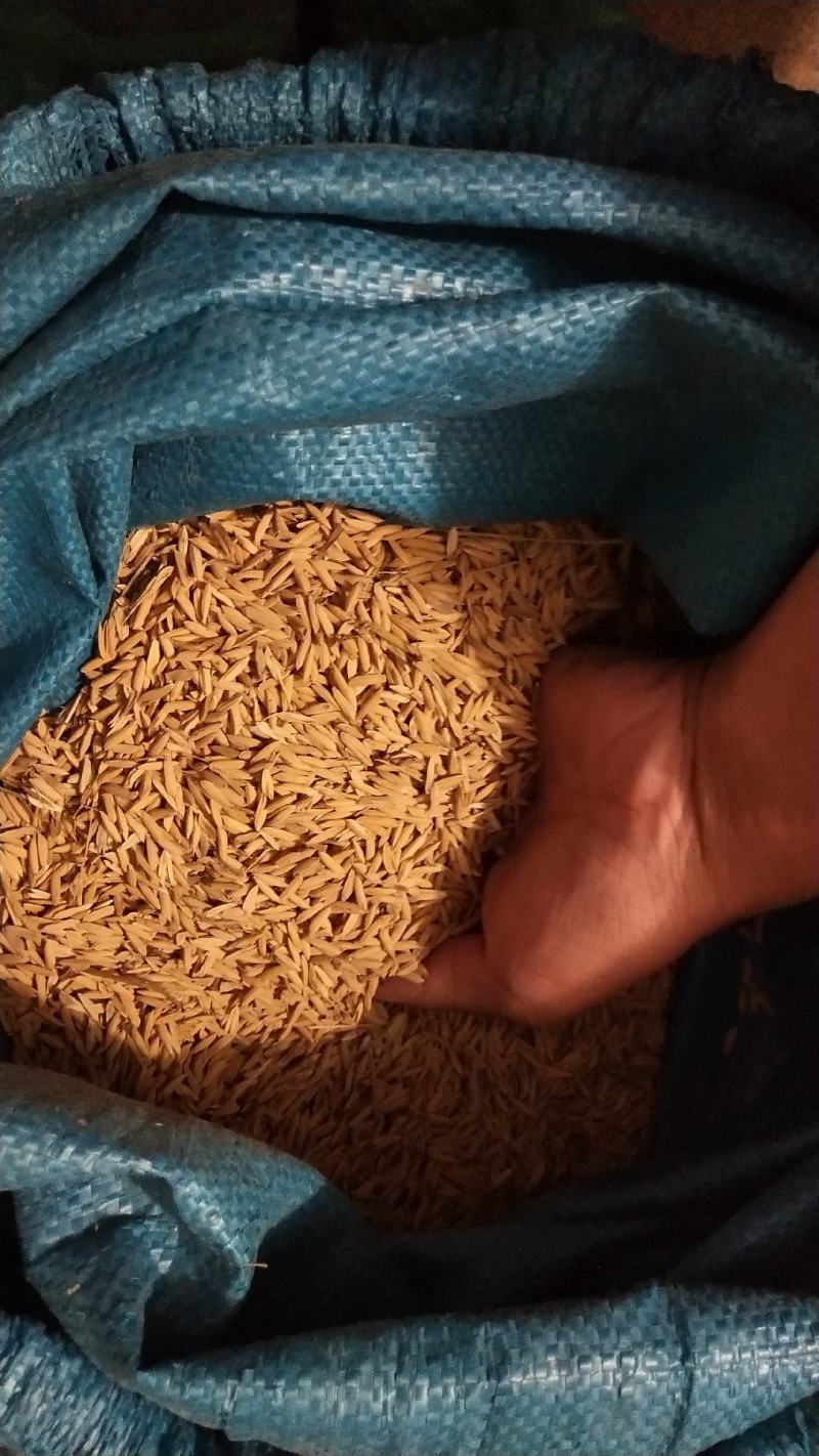 颗粒饱满，出粒，能达到69~71%，水分13%左右。