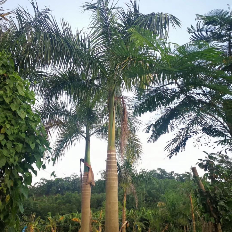 大王椰子各种规格现货漳州大王椰子种植基地农户低价直销批发
