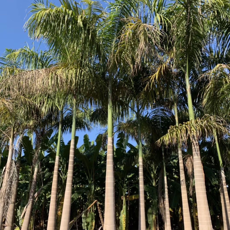 大王椰子各种规格现货漳州大王椰子种植基地农户低价直销批发