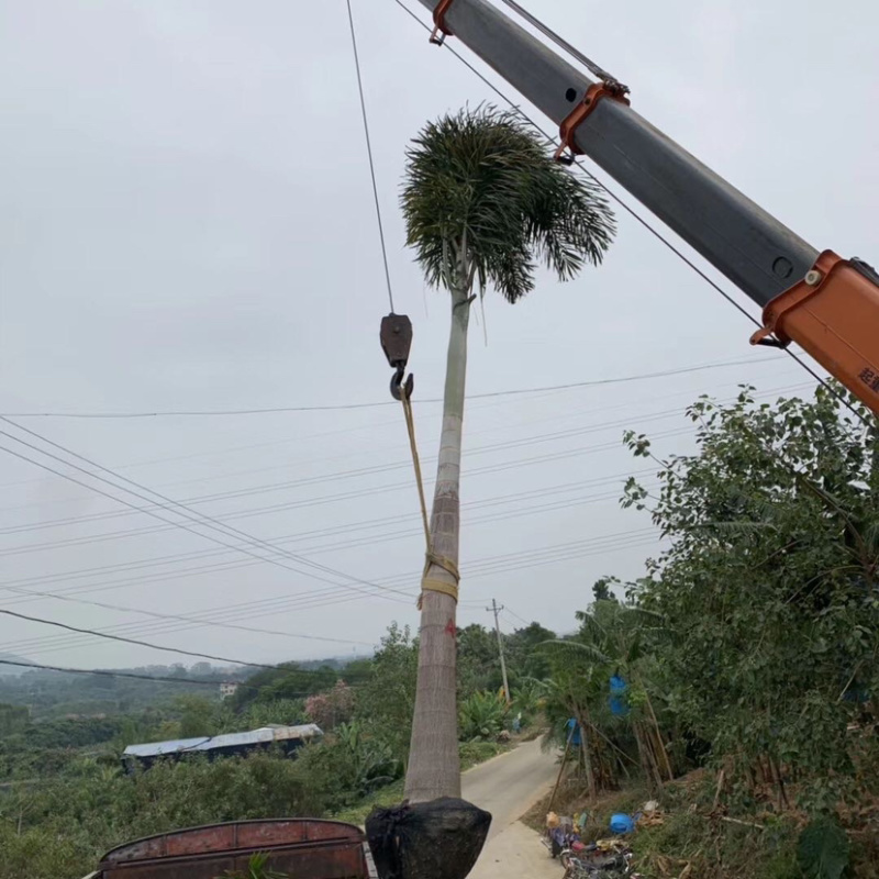 大王椰子各种规格现货漳州大王椰子种植基地农户低价直销批发