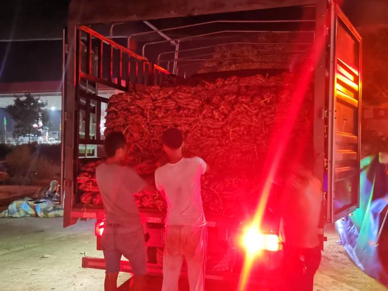 【荐】龙薯九本产地批发各种红薯，可选各种规格包装