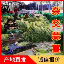 精品杂交红帽蒜薹，全国发货，量大从优，价格合理，产地直发