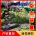 精品杂交红帽蒜薹，全国发货，量大从优，价格合理，产地直发