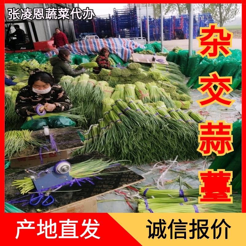 精品杂交红帽蒜薹，全国发货，量大从优，价格合理，产地直发