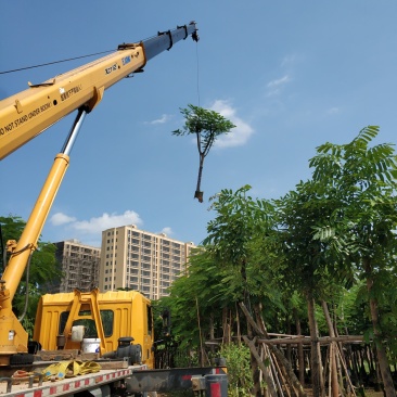 普宁市凤凰木骨架12分需要联系