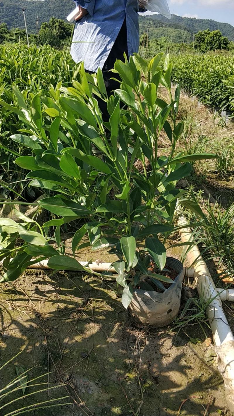 普宁市大量供应非洲茉莉各种规格
