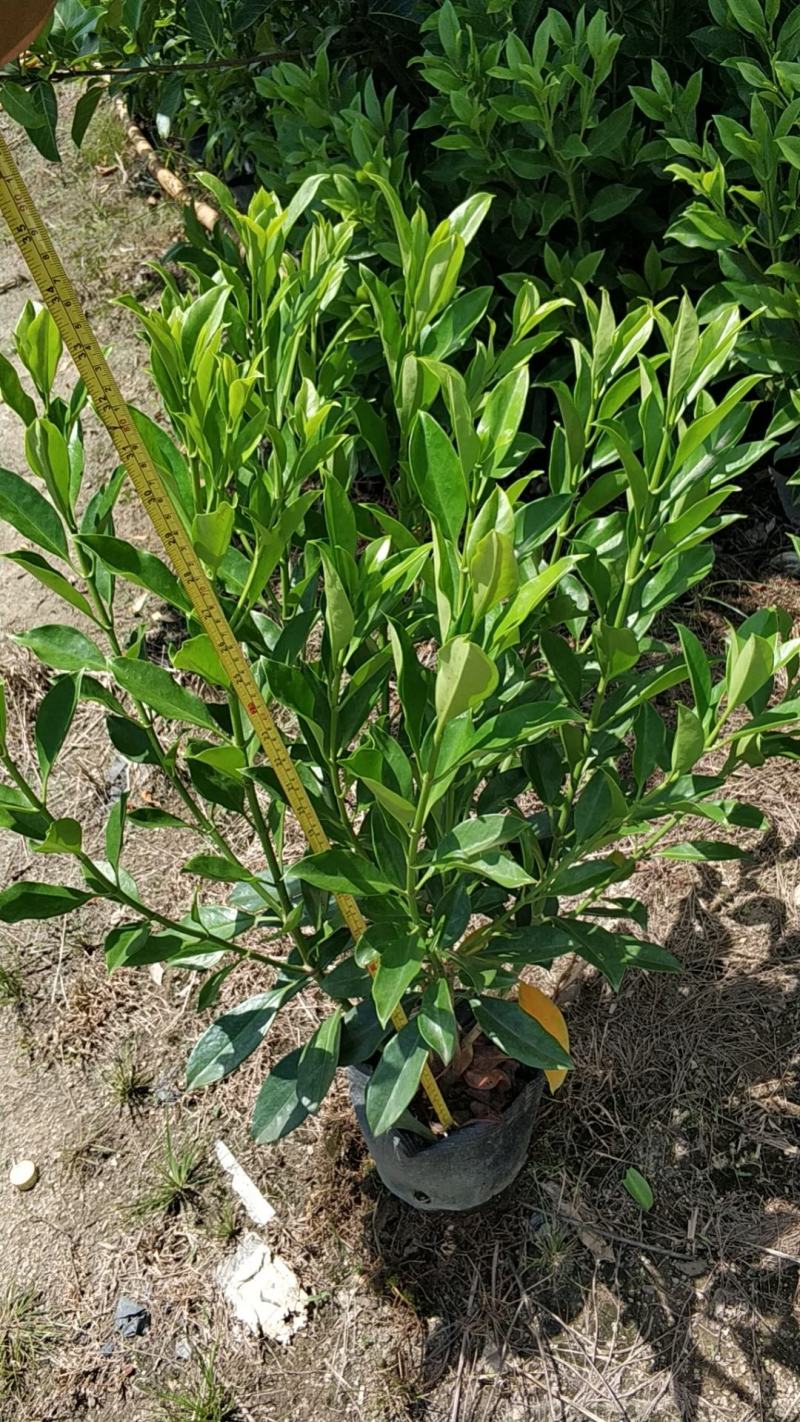 普宁市大量供应非洲茉莉各种规格