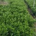 普宁市大量供应非洲茉莉各种规格