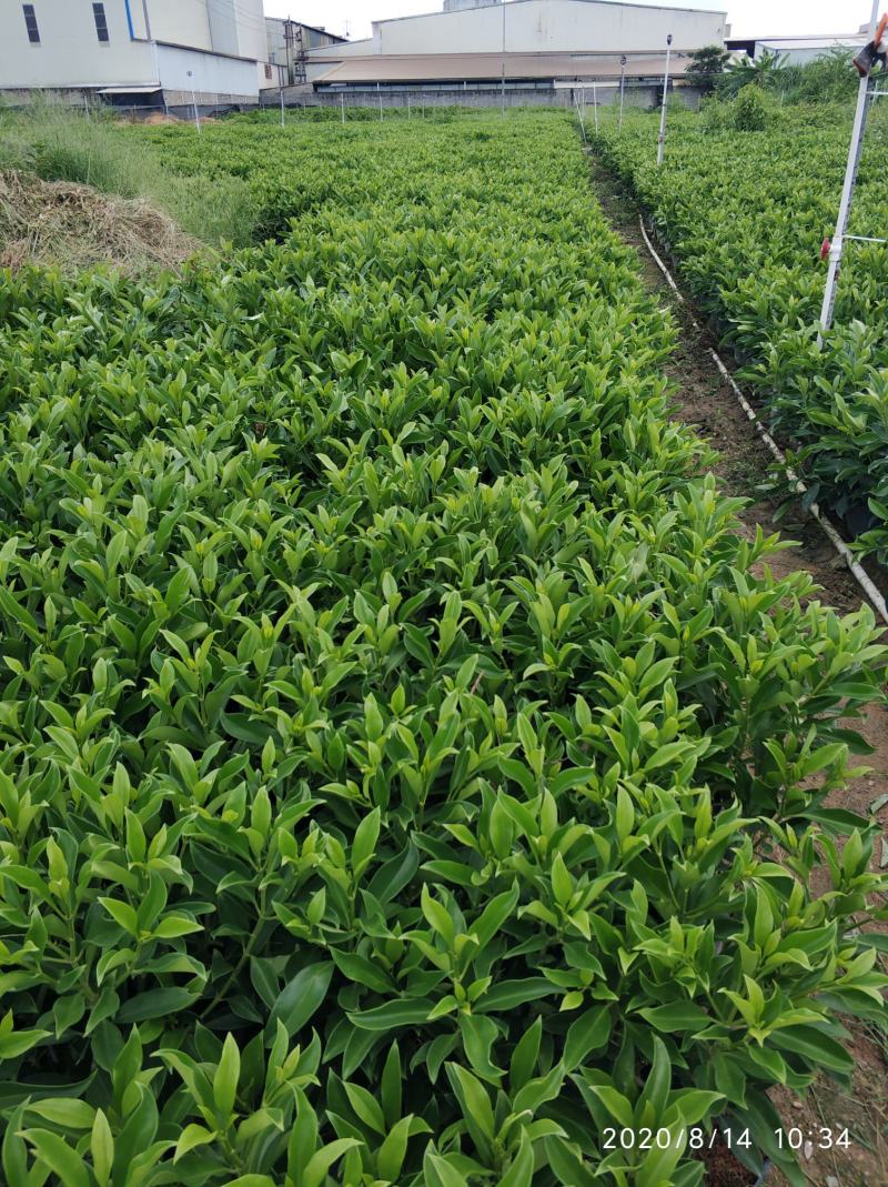 普宁市大量供应非洲茉莉各种规格