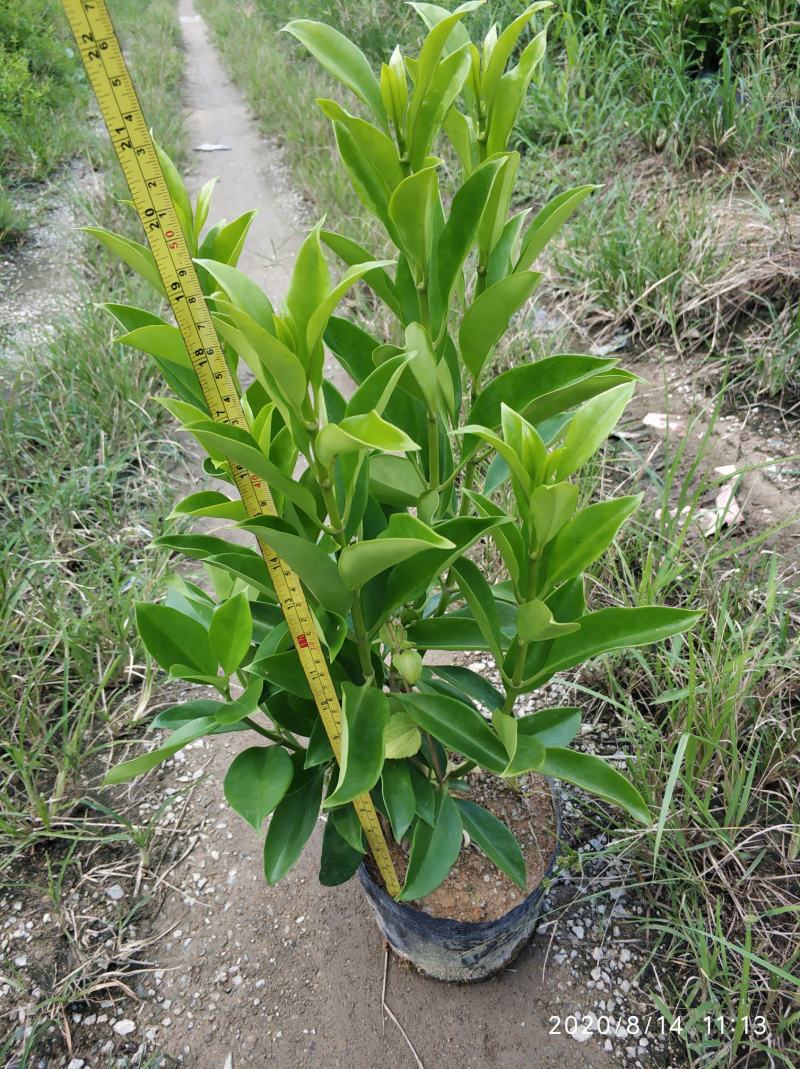 普宁市大量供应非洲茉莉各种规格