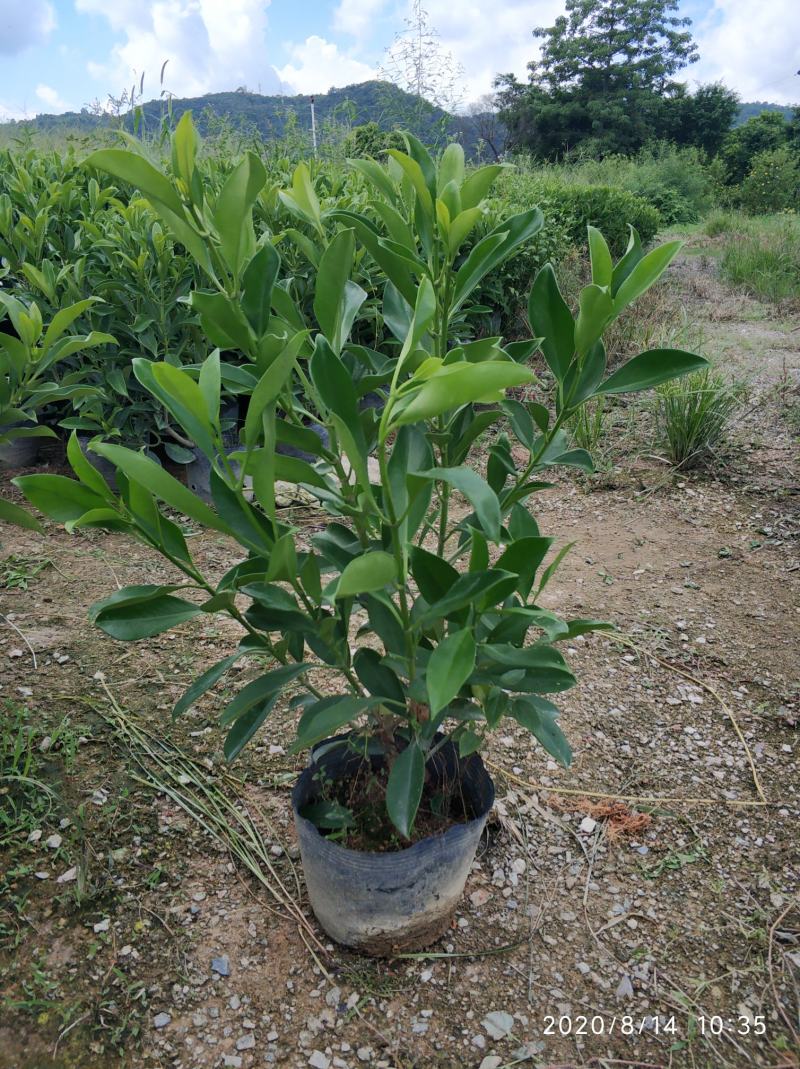 普宁市大量供应非洲茉莉各种规格