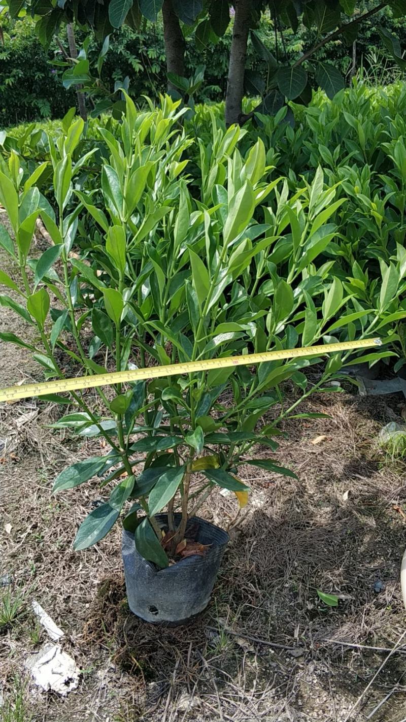 普宁市大量供应非洲茉莉各种规格
