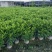 普宁市大量供应非洲茉莉各种规格