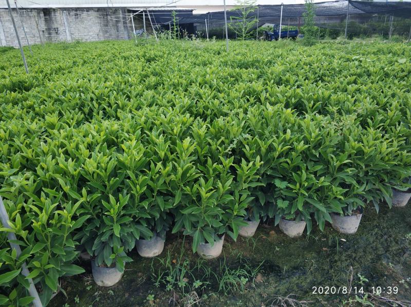 普宁市大量供应非洲茉莉各种规格