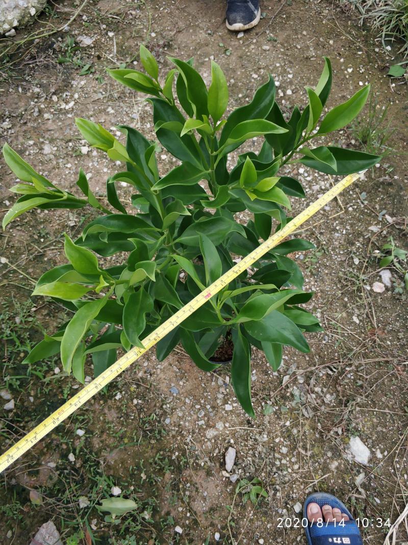 普宁市大量供应非洲茉莉各种规格